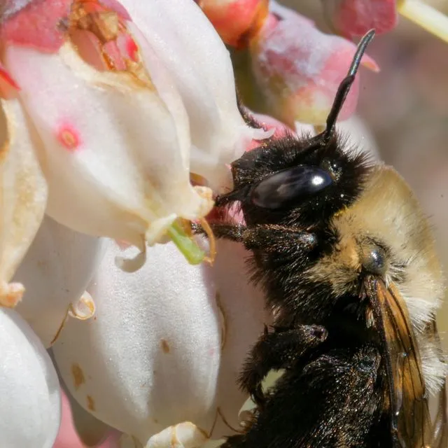 thumbnail for publication: Benefits of Mixed Cultivar Plantings for Cross-Pollination in Blueberry: A Guide to Maximize Yields